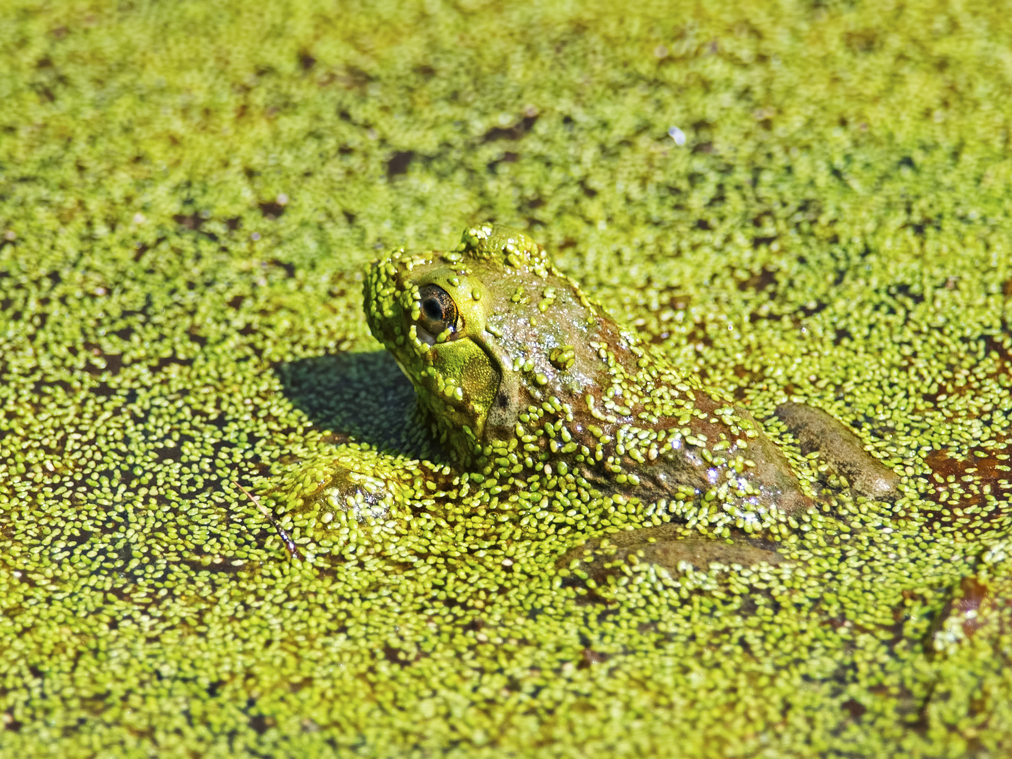 青蛙也有社交圈和情感？把青蛙当人来看待的有趣发现