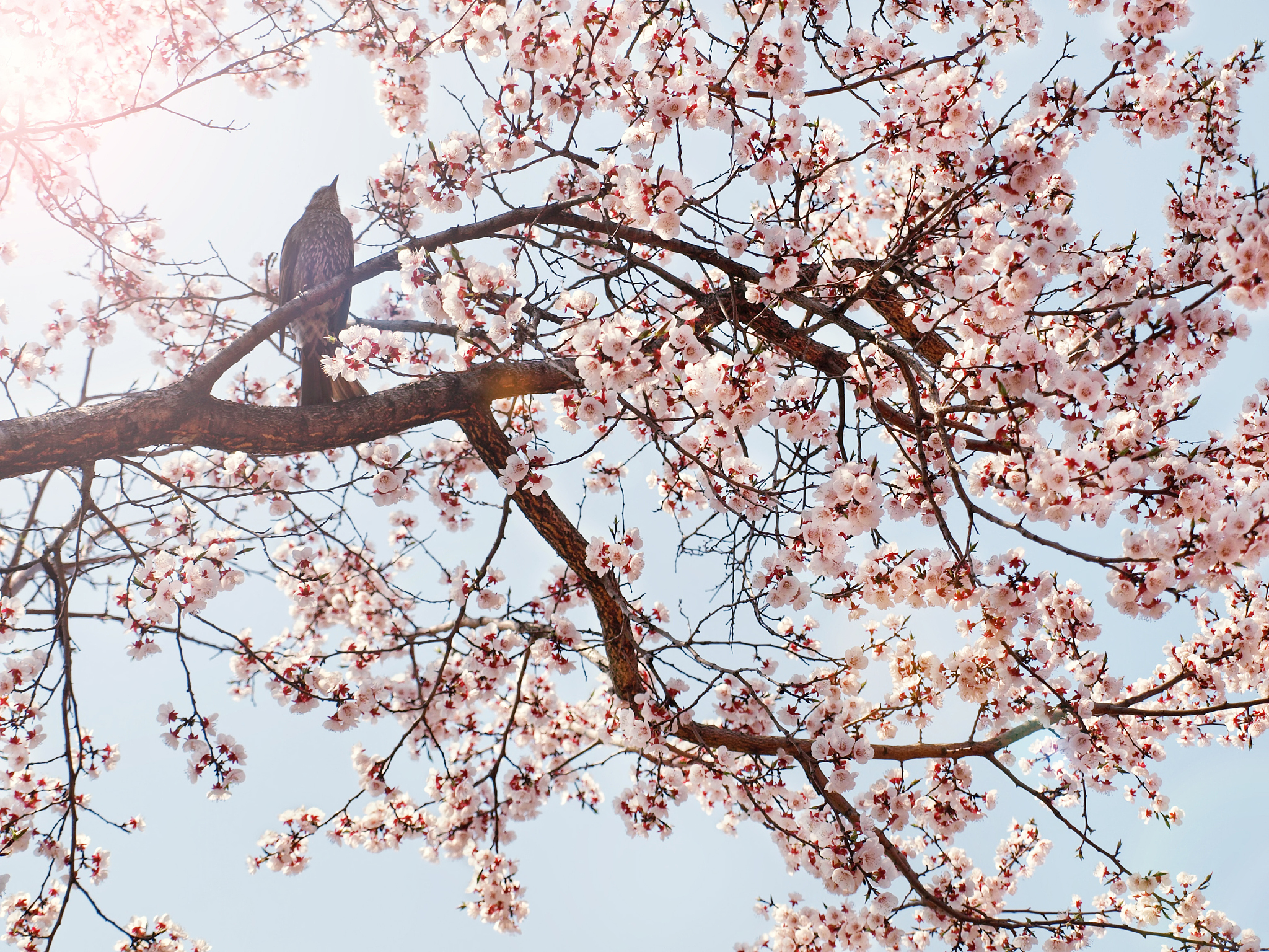 已春为主题写4句7字诗