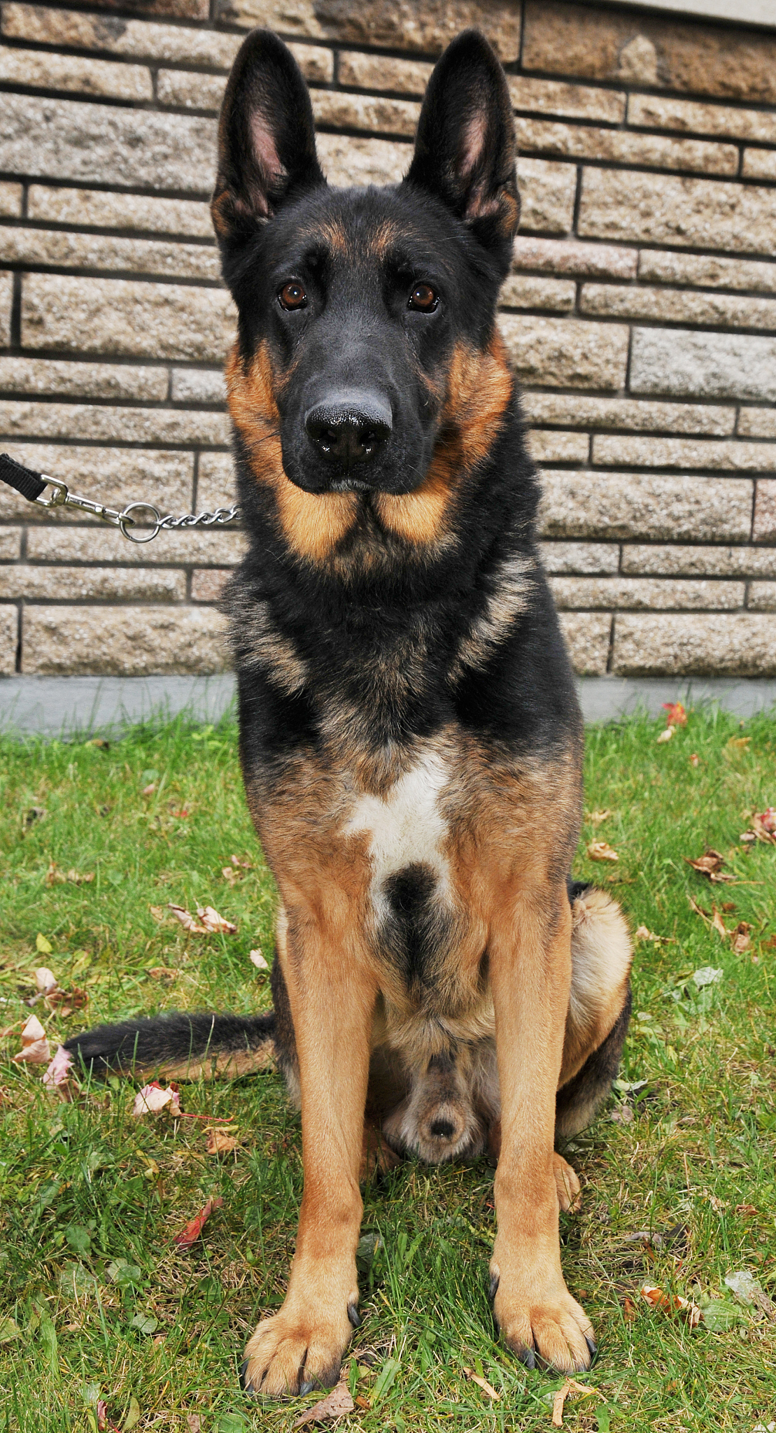 湖州市现代农业技术学校宠物养护与驯导专业怎么样？受欢迎吗