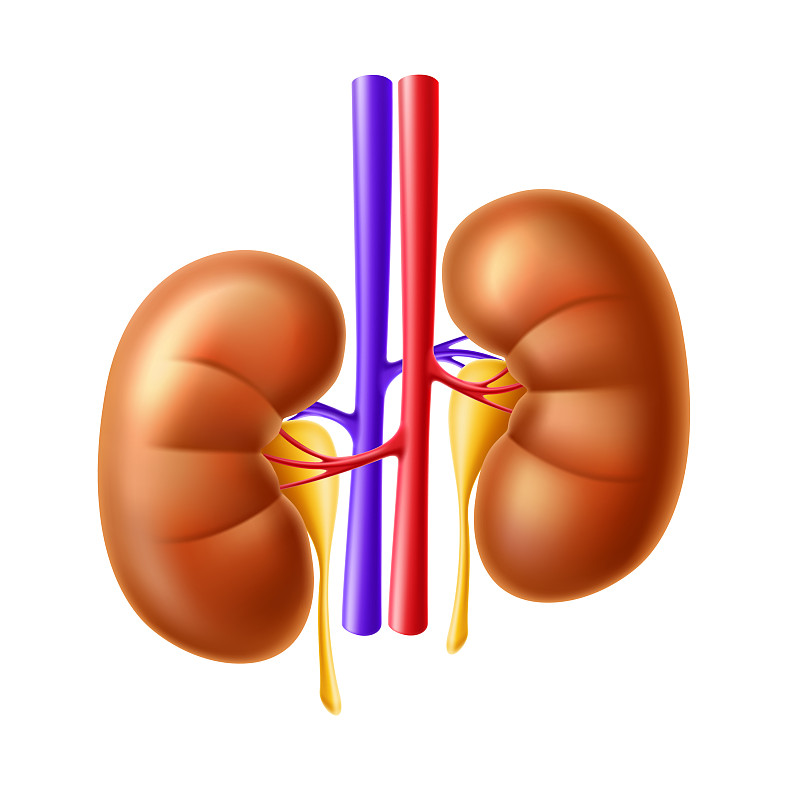 human kidney anatomy structure 3d icon
