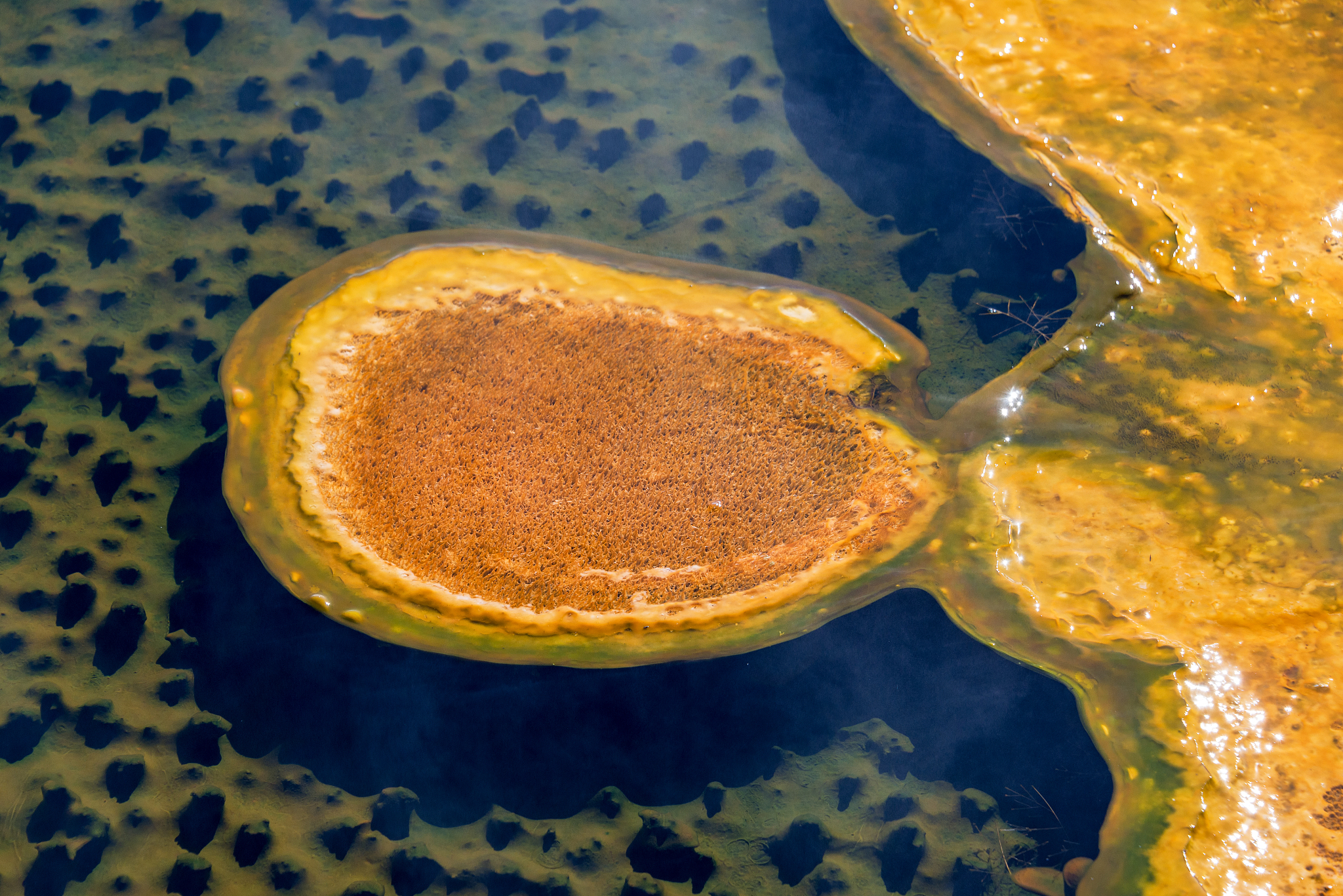 皮席子有什么危害，