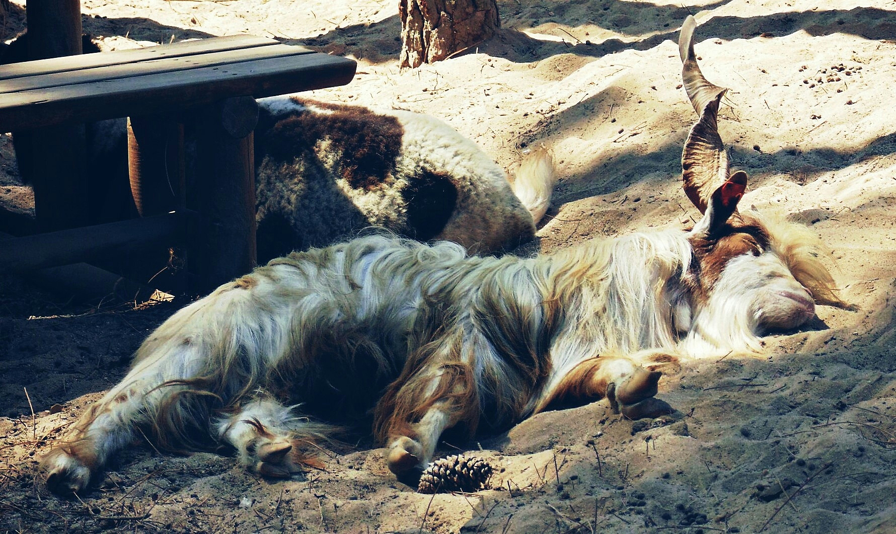 goat sleeping on sandy beach