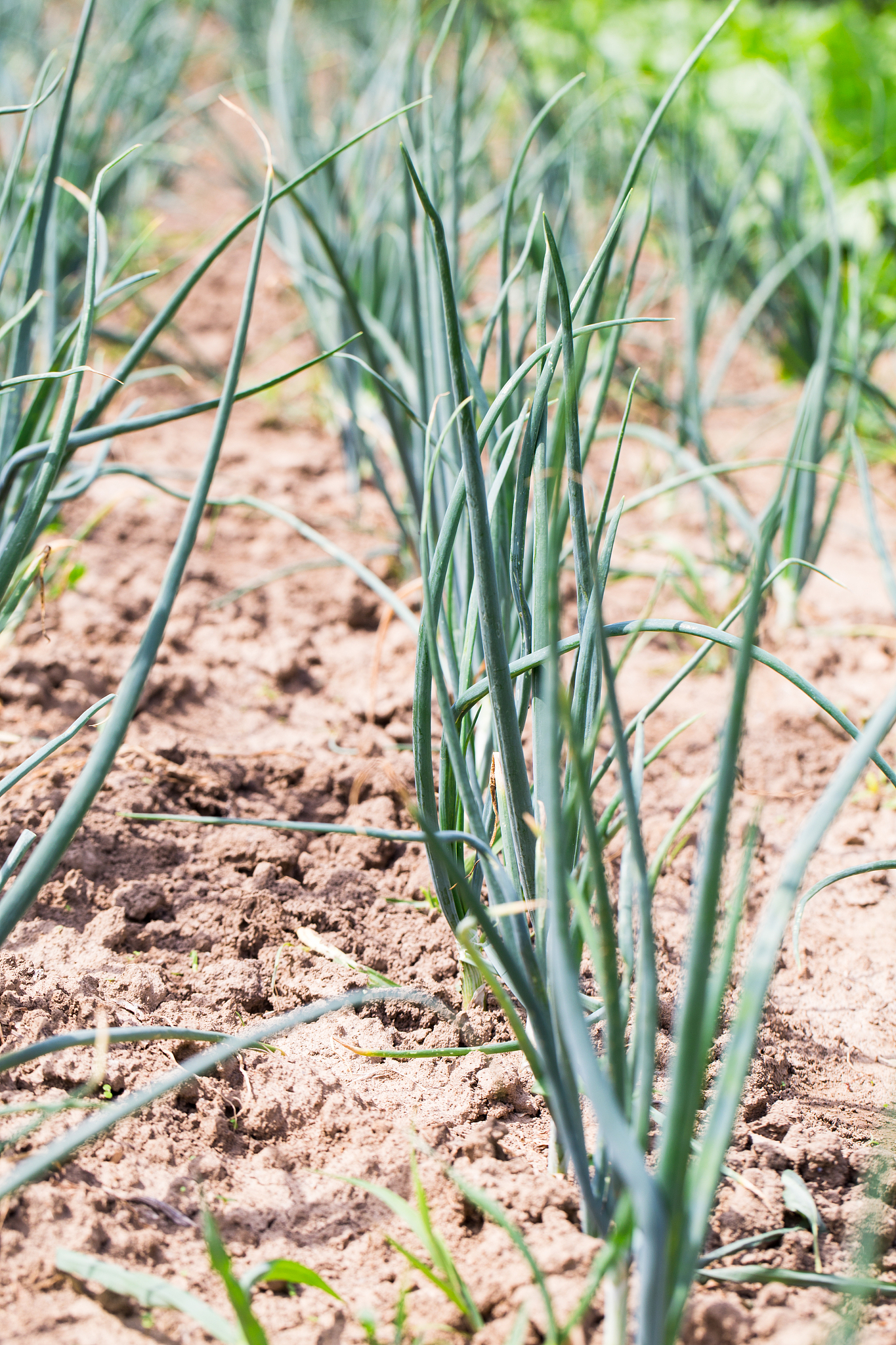 onion plantation in the vegetable garden