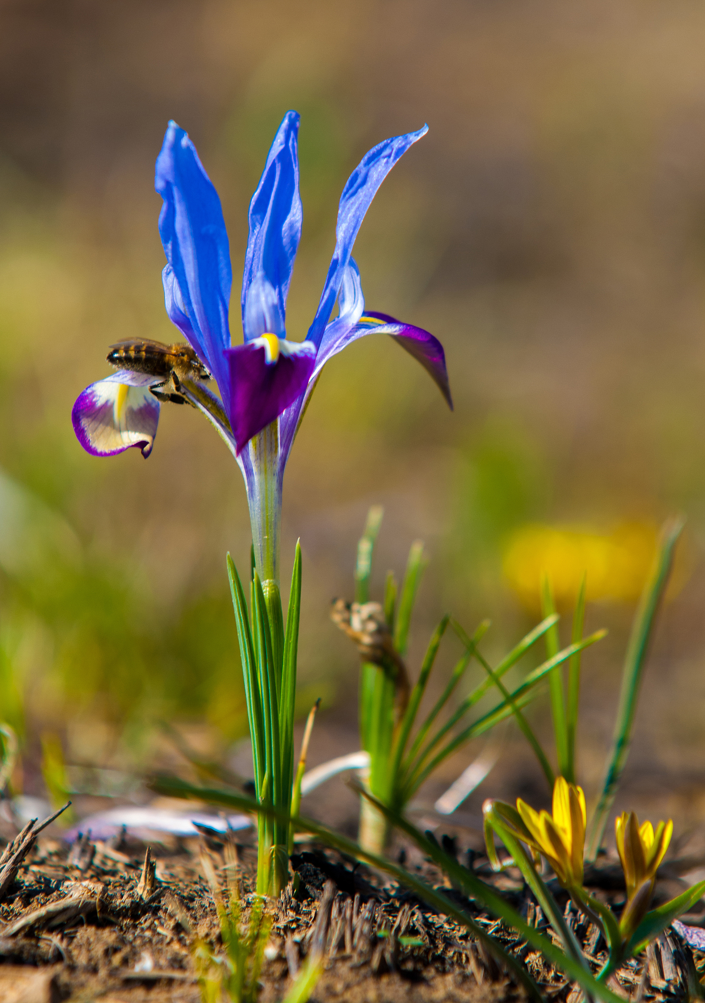 iris plant