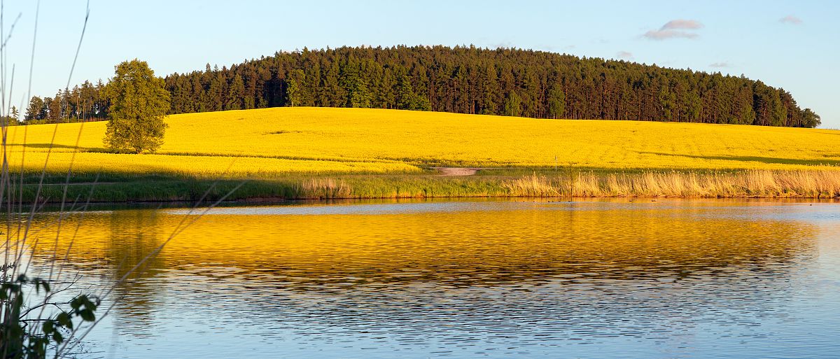 50个鼎鑫沙棘能靓油百度经常问的标题