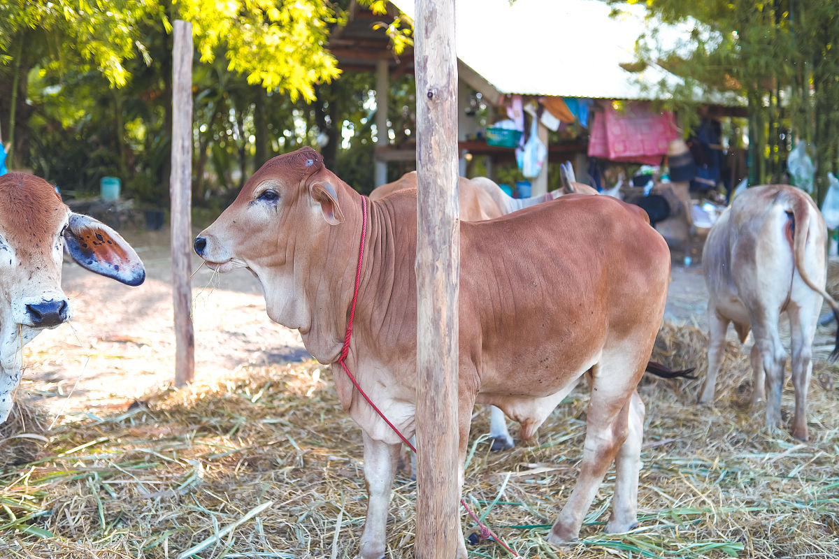 梦见红牛：多年未孕女性的生育梦境解析