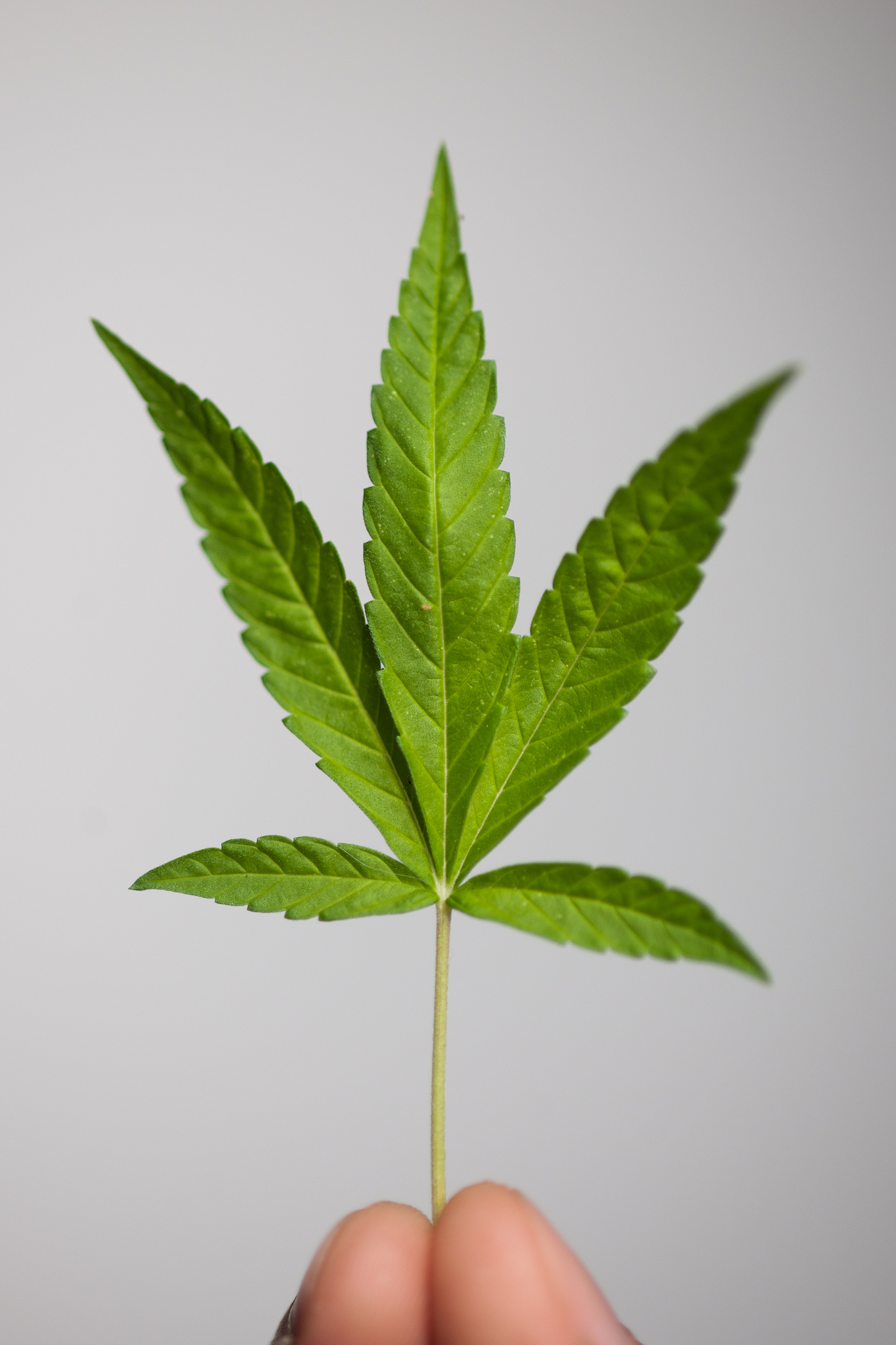 detail of a green marijuana leaf isolated on white background