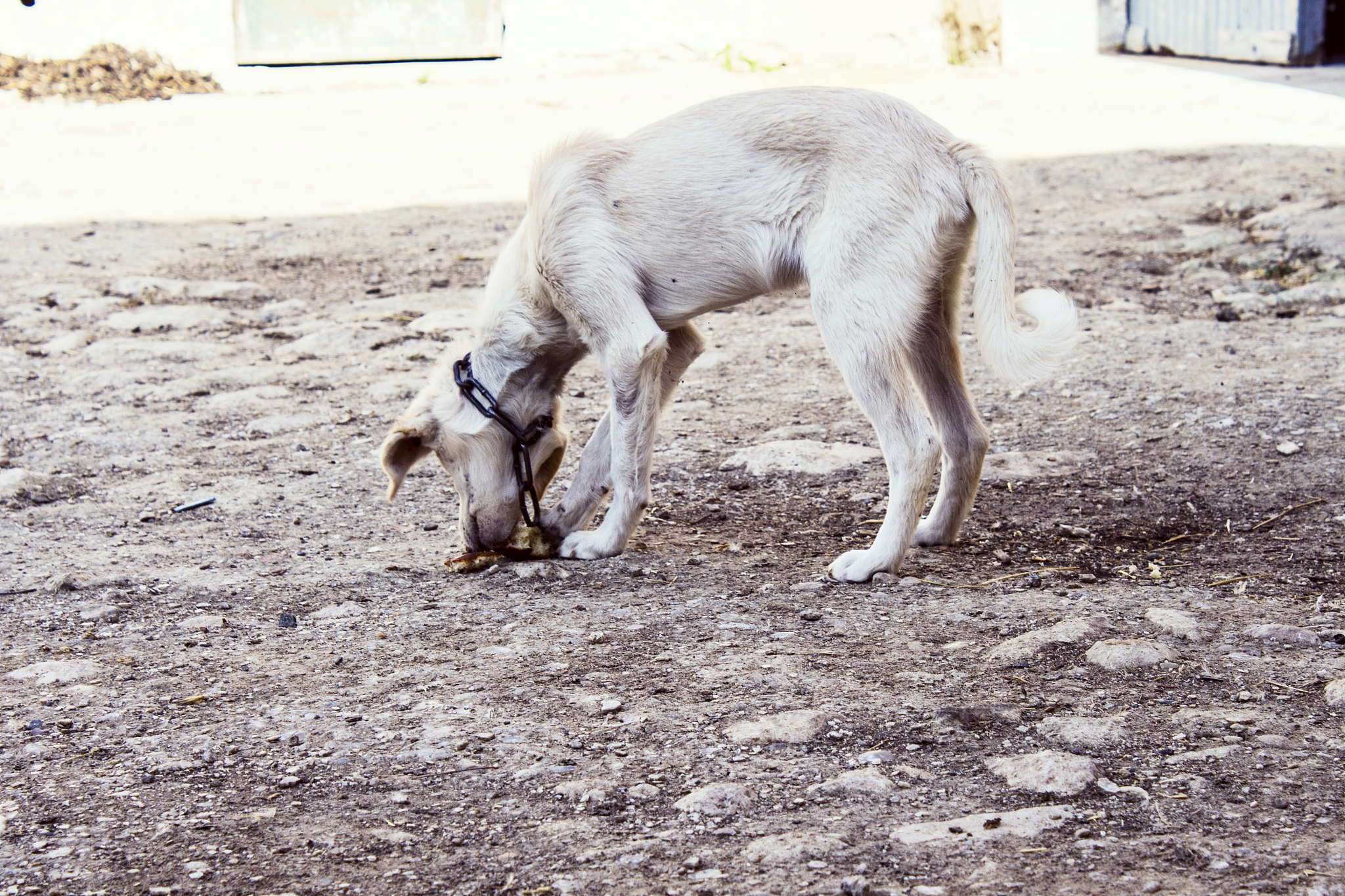 汉译英：扫描前对绵羊进行全身麻醉静脉注射10毫升盐酸氯美沙嗪将麻醉后的动物仰卧在CT扫描平台上绑在平台上以确保前蹄弯曲后蹄自然伸展。羊的头被翻了起来眼睛上覆盖着眼罩以保护眼睛免受辐射。绵羊的扫描如图1所示。扫描完成后动物被送到等待区醒来。