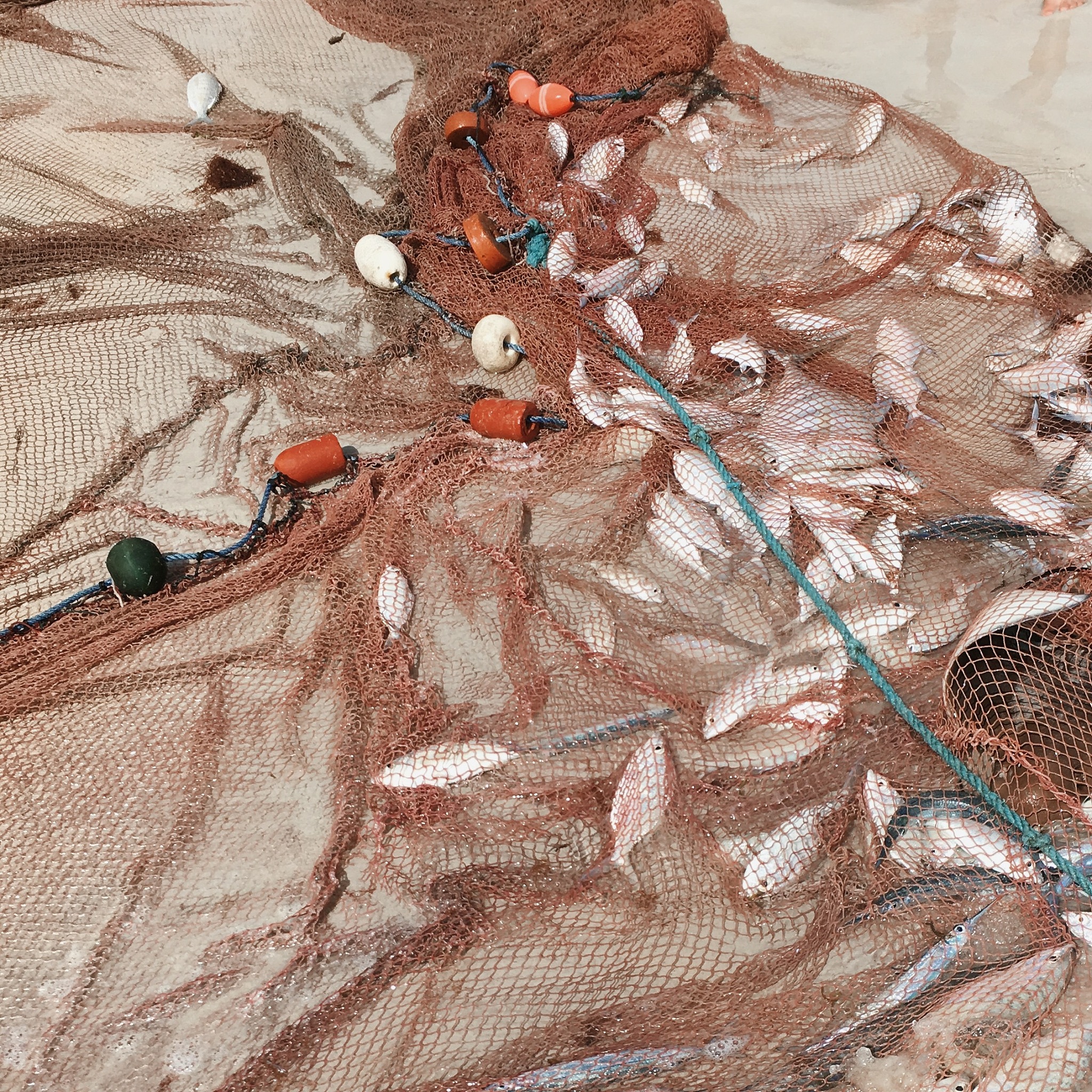 catch of fish in a fishing net on beach, seychelles