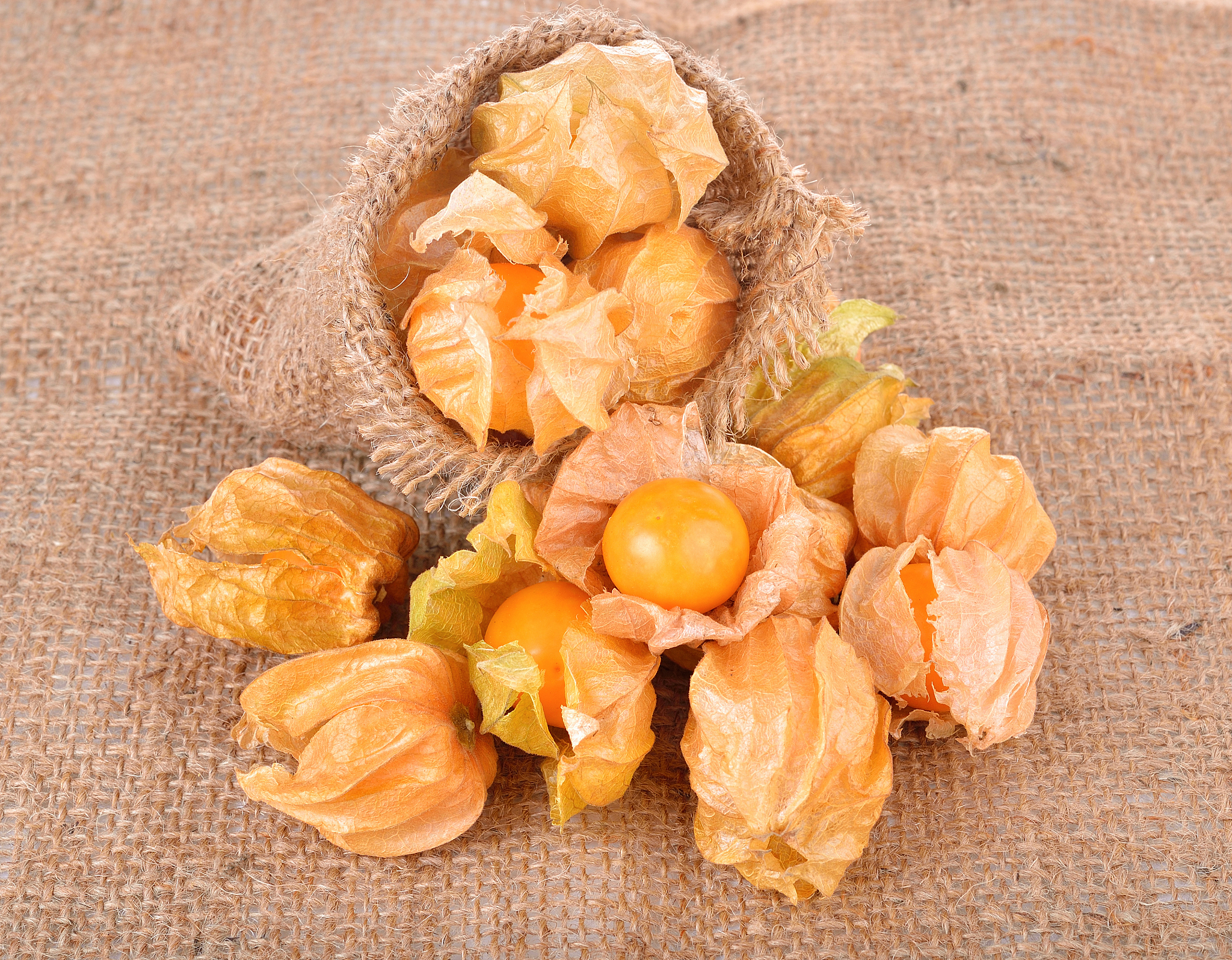 cape gooseberry on white background