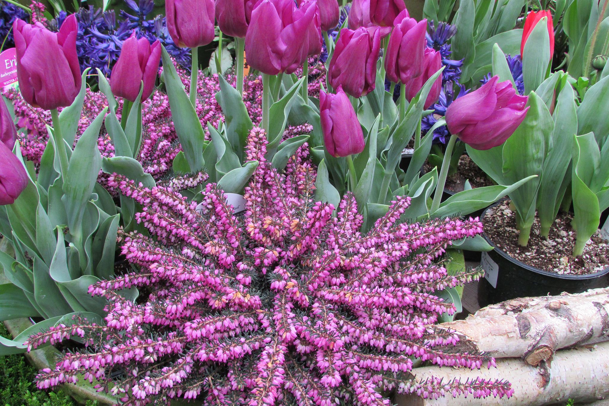 附子花的最佳温度和湿度