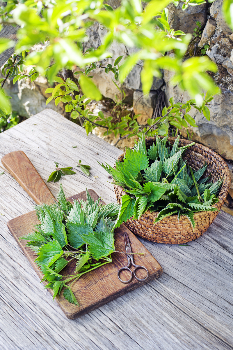 如何识别珍稀保护植物？简单指南
