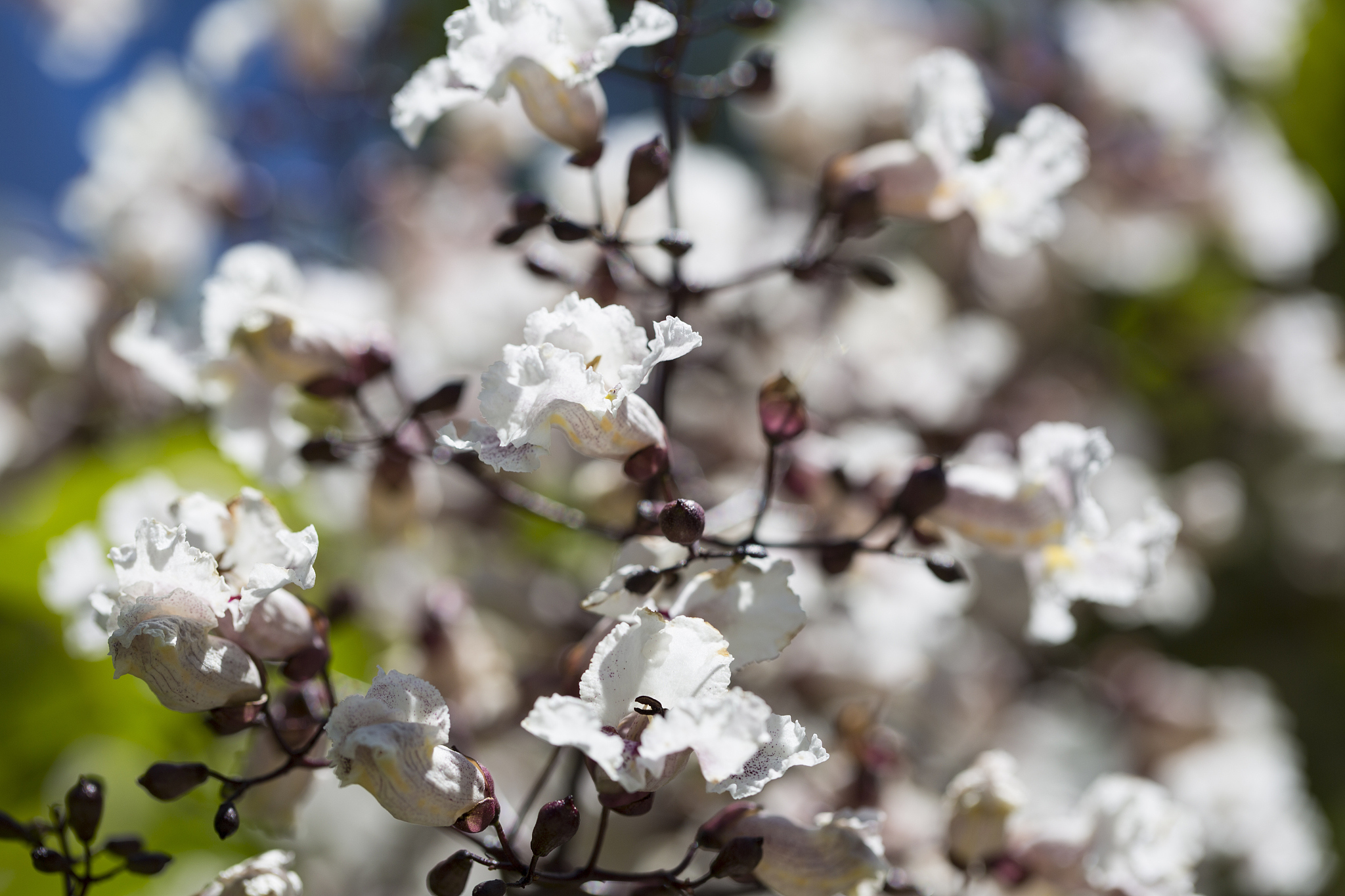 cherry blossoms - stock image