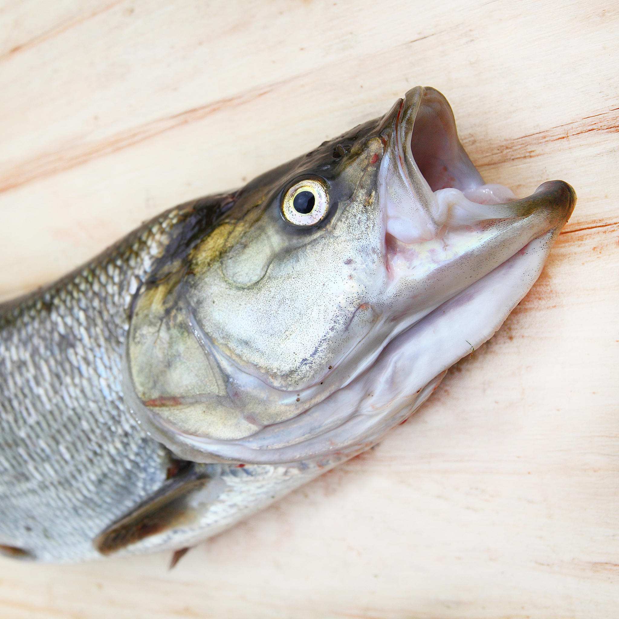 钓鱼遇到蛇，周公解梦：寓意、出处及现代应用 - 成语解析