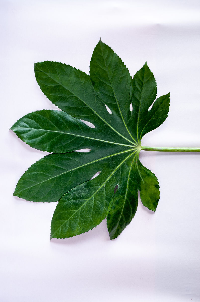 热带植物大绿色的楤木叶在一个光的背景