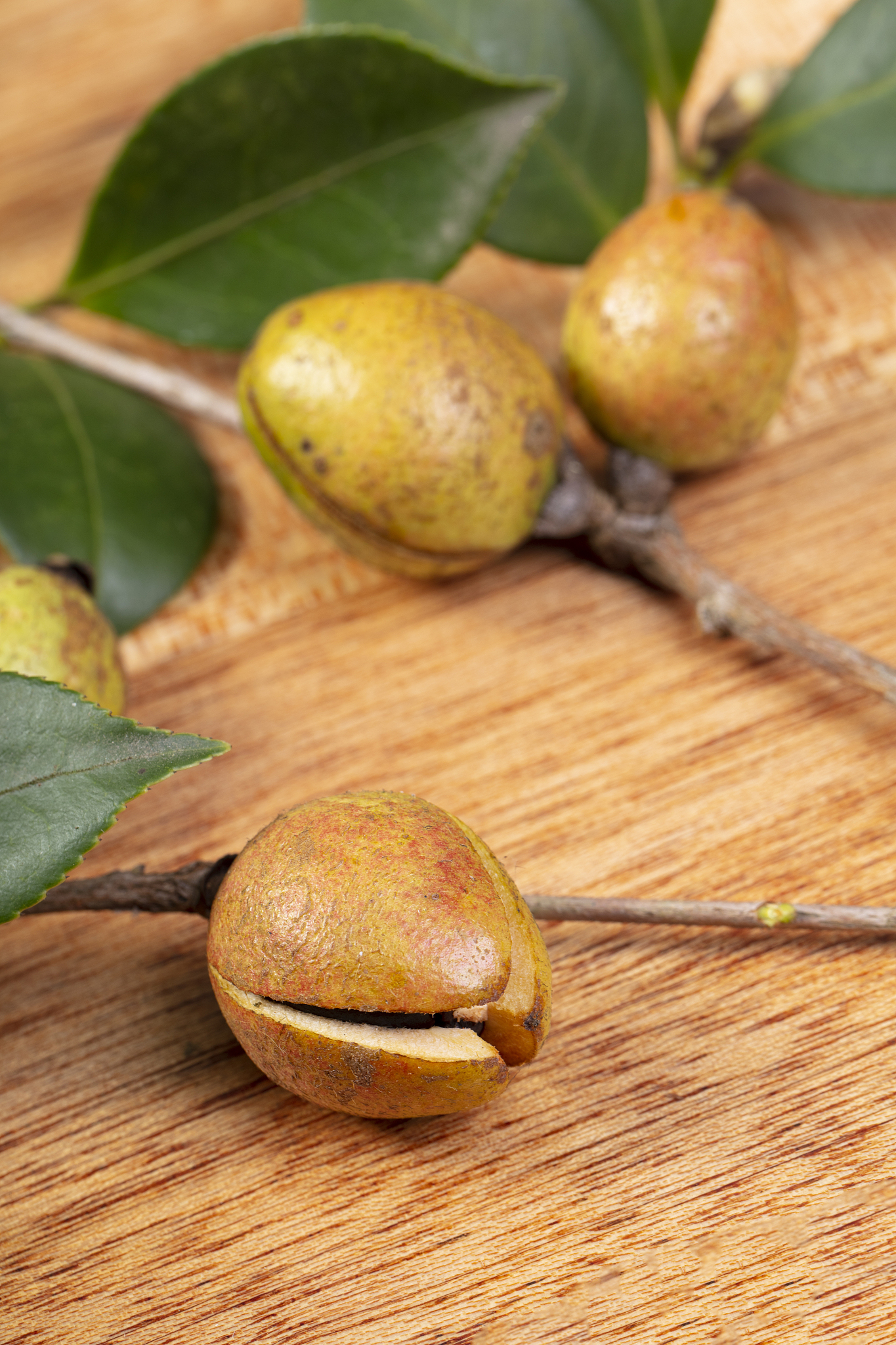 分别简短的介绍银杏、油茶、板栗的主要价值