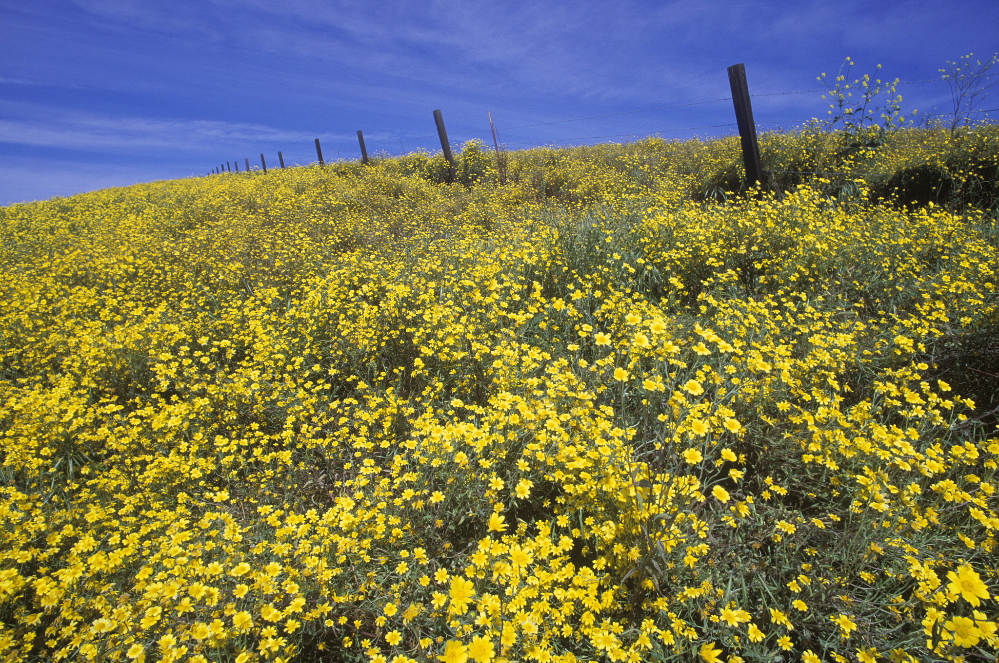 usa, california, rosin weed growing on hillside with fence