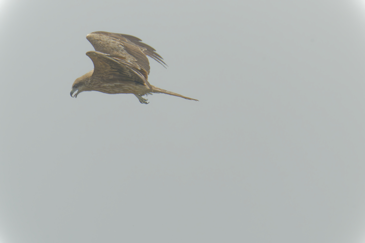 Mesmerizing Bird Scene: A Symphony of Flight and Color