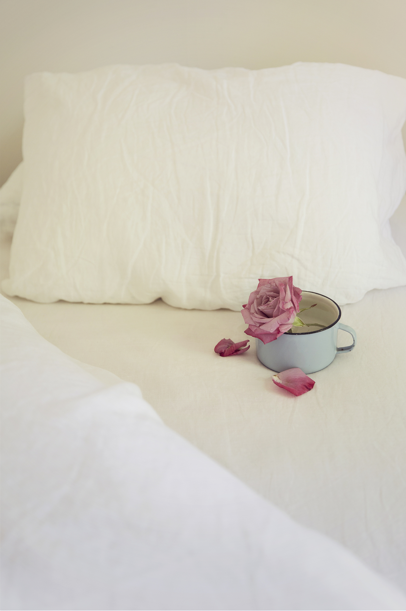 pink rose in a blue cup on a bed