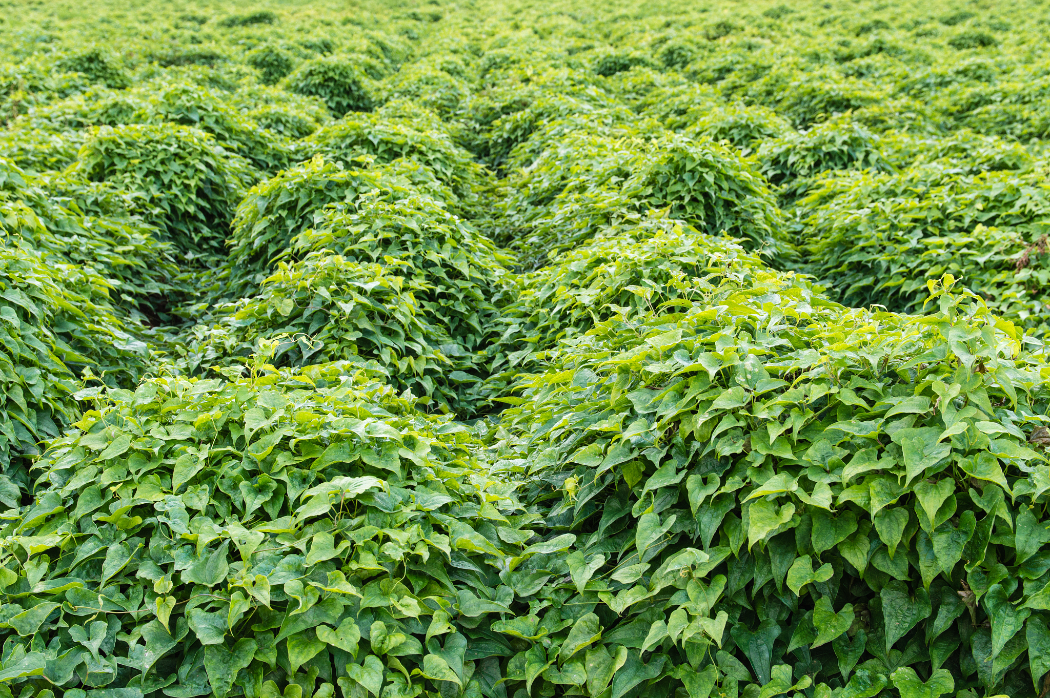 rows of peanut plants