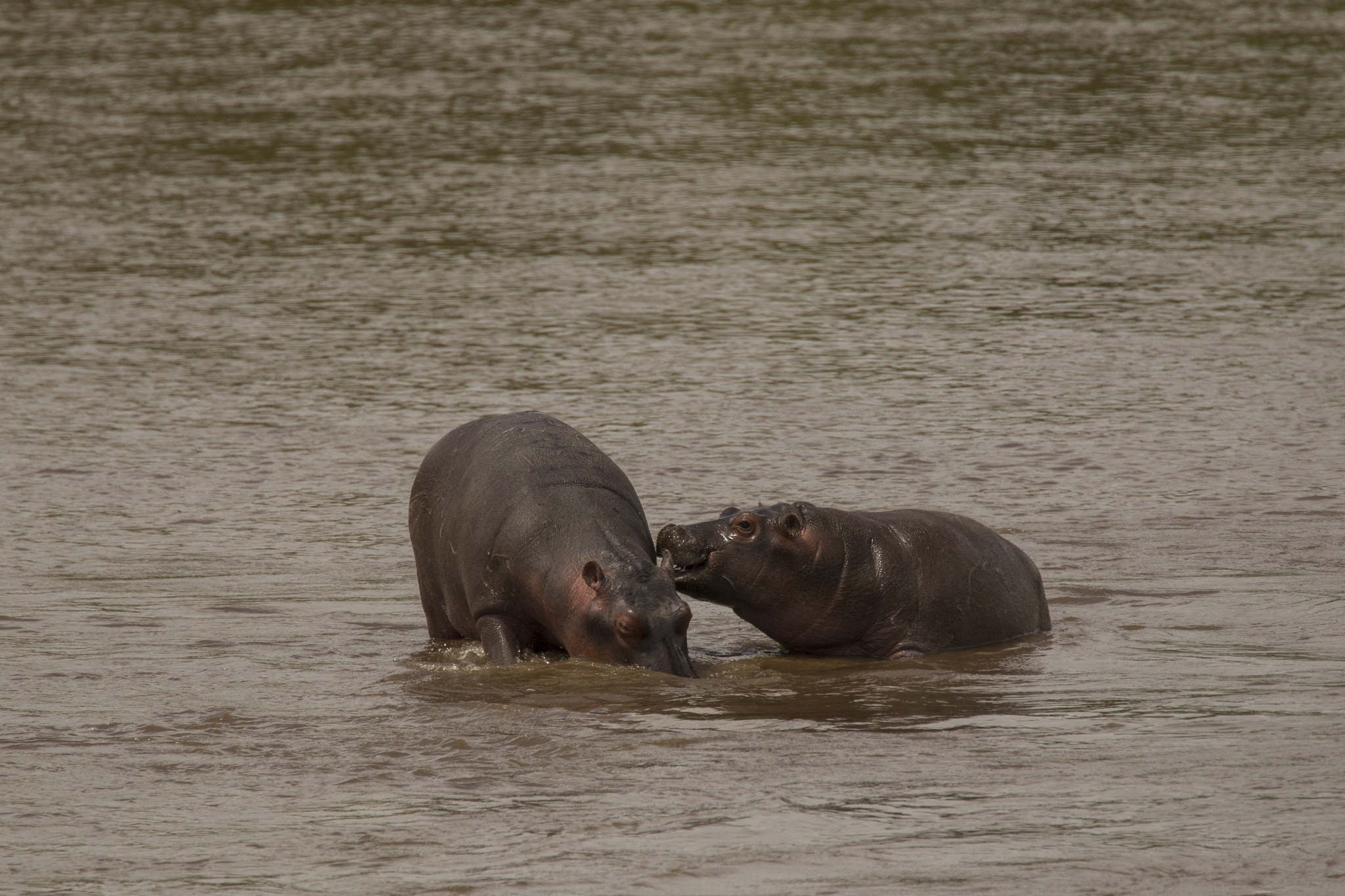 hippopotamus, hippopotamus amphibius, mara river, serengeti nati