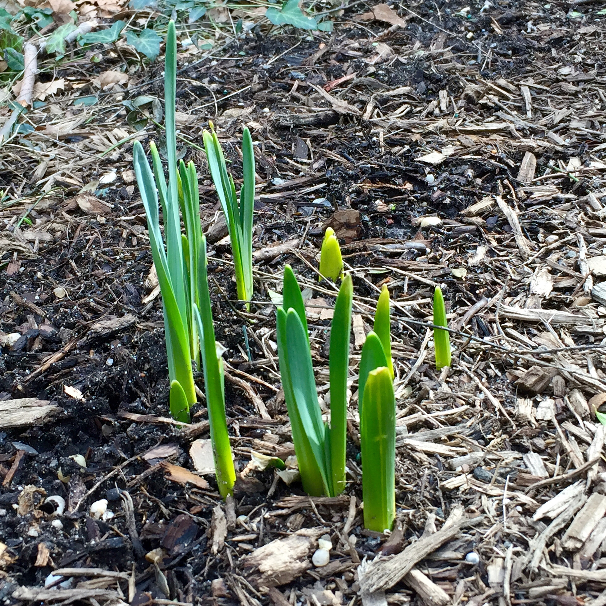 first signs of spring