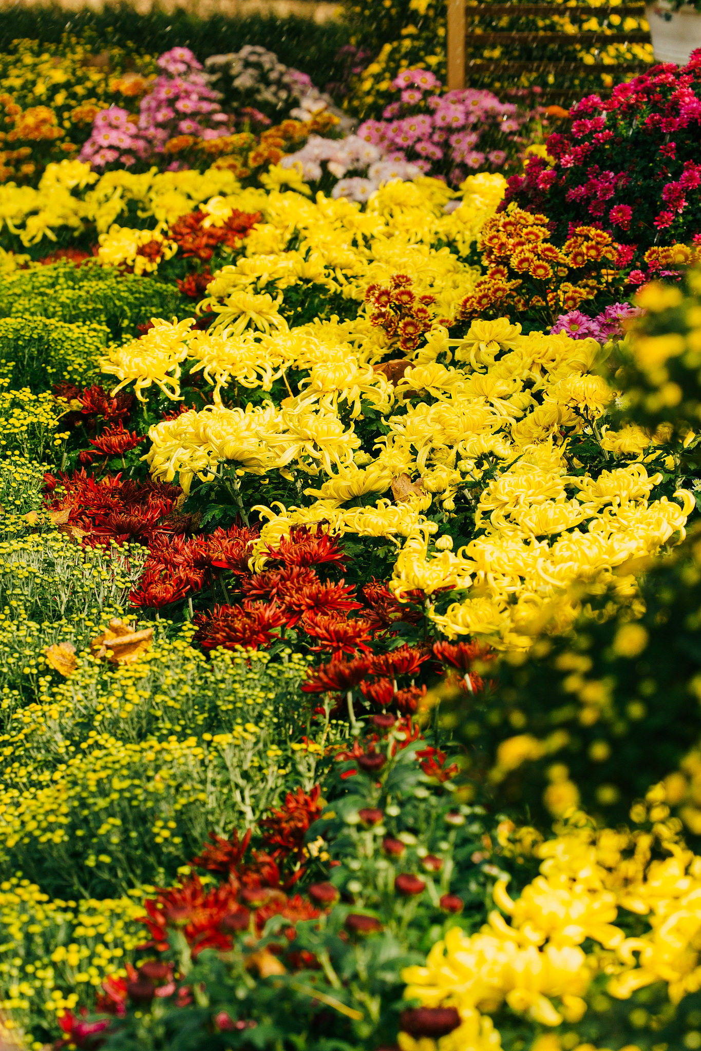 菊花的花期与光照的关系：秋季开花，遮光可提前至夏季