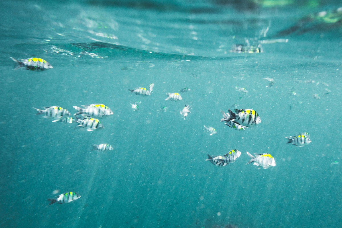 关于大海的文章