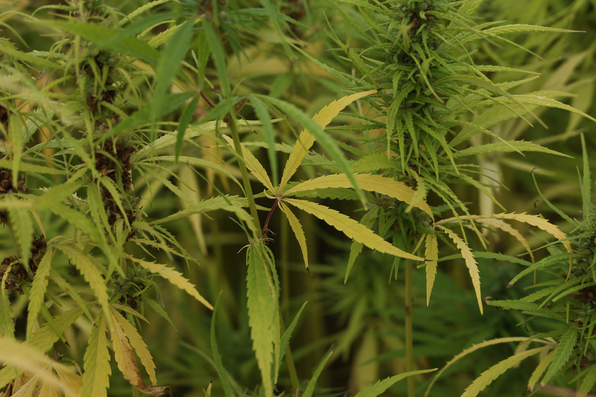 黄麻和剑麻的区别：它们是同一种植物吗？