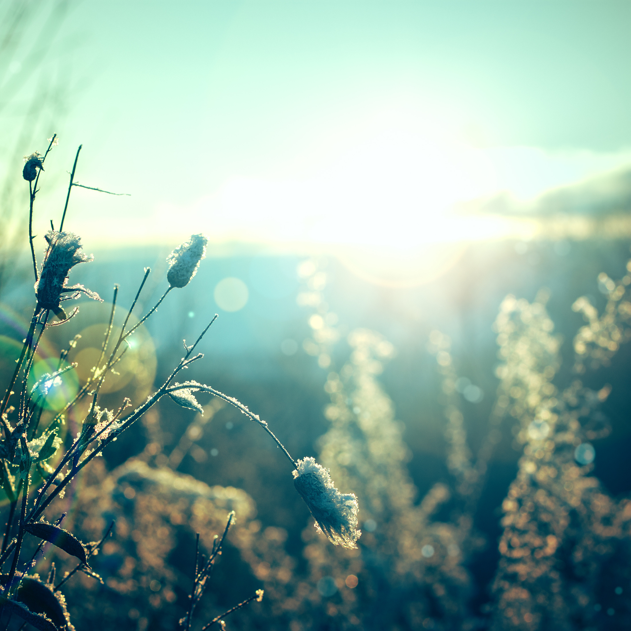 plant on a sunny day in december.