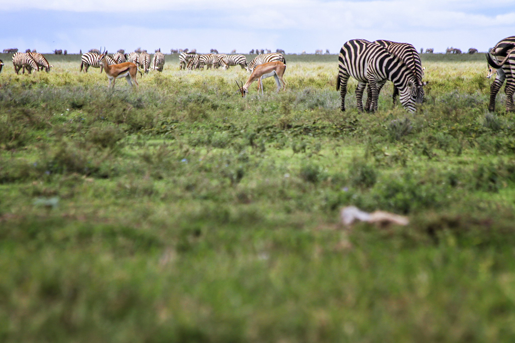 herd of zebras and thomsons gazelle