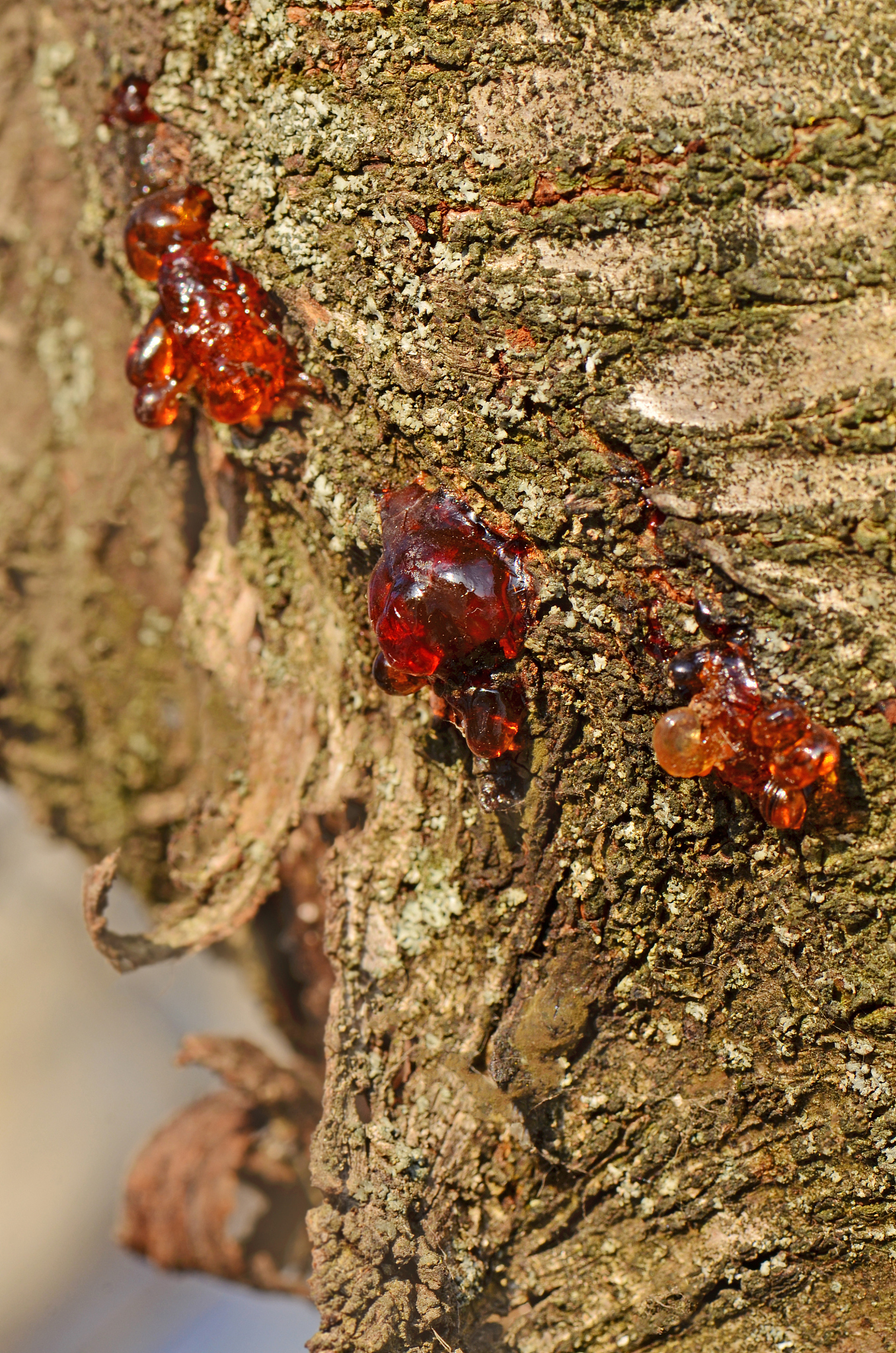 splashed resin over the bark of the wood.