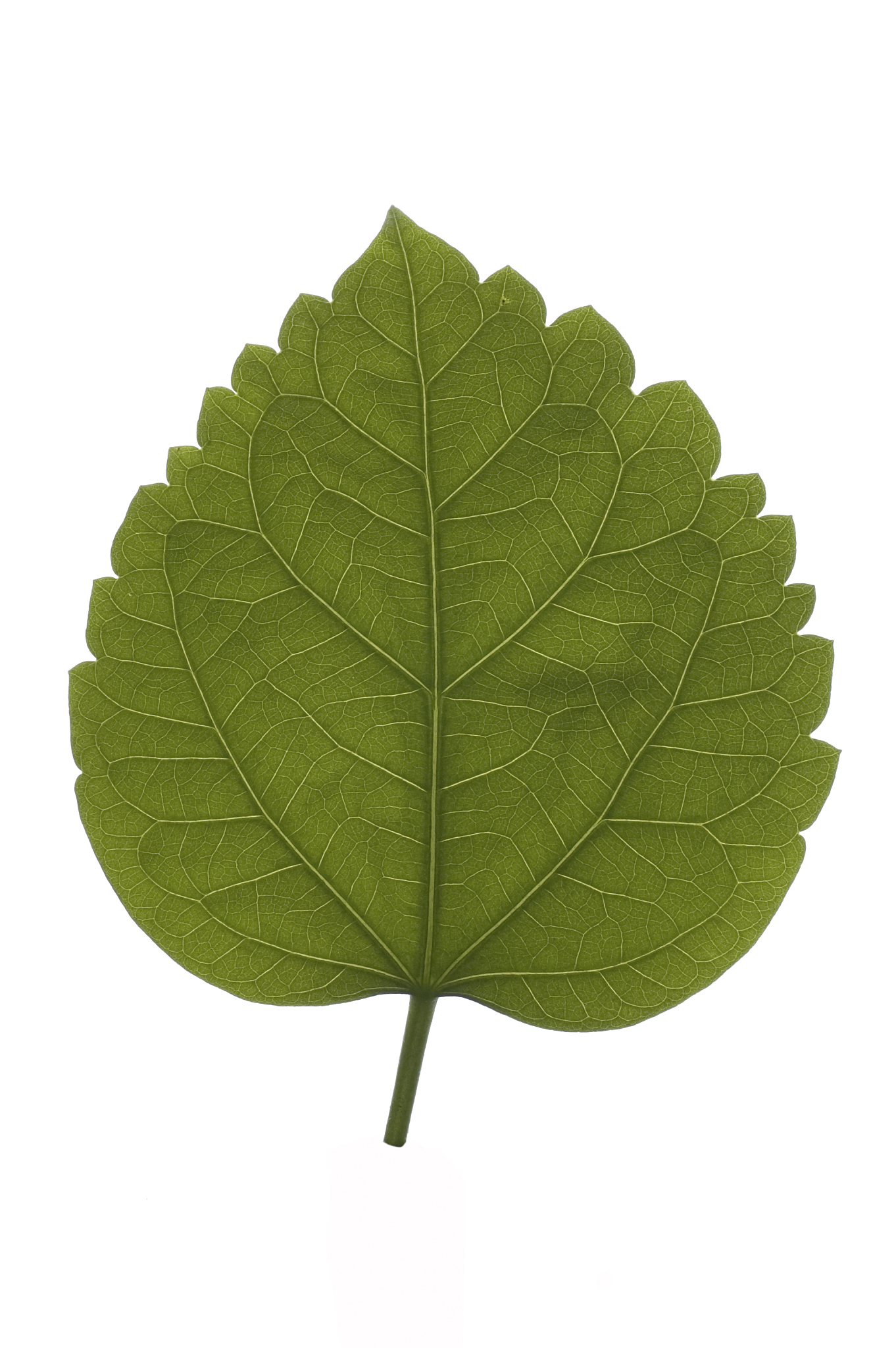 叶绿素含量和吸光度呈反比有可能吗