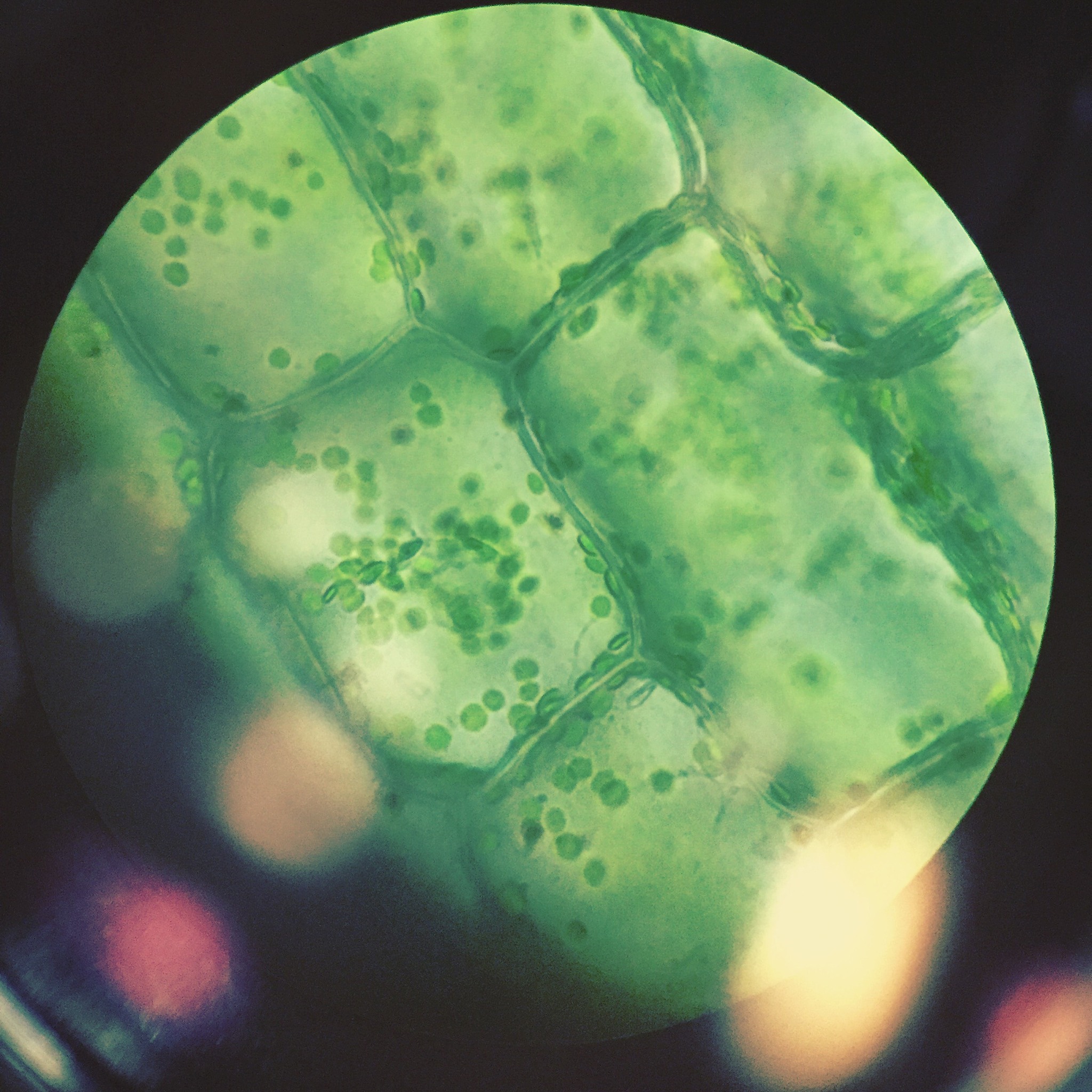 真菌、藻类和原生动物的细胞结构特征