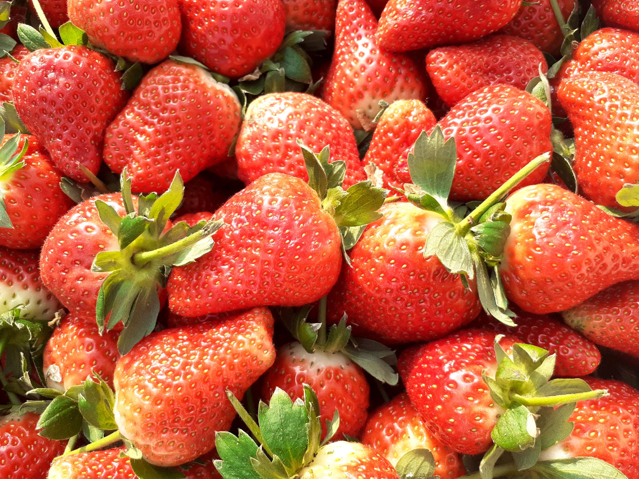 我最喜欢的水果：草莓[My Favorite Fruit: Strawberry]
