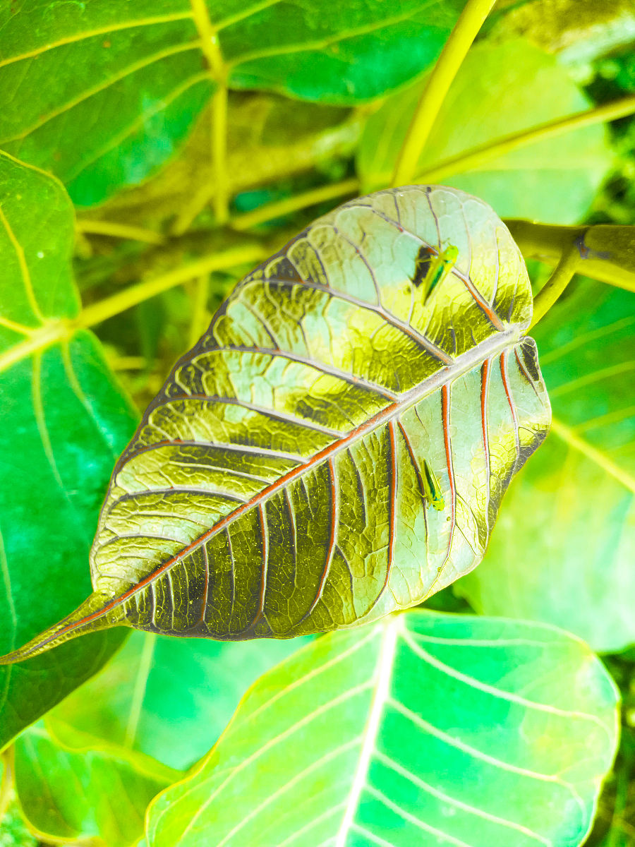 植物叶片色斑：成因、类型和生物学意义