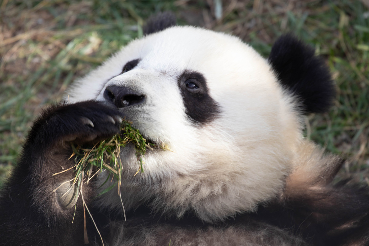 大熊猫为什么是黑白色的？揭秘国宝的色彩之谜