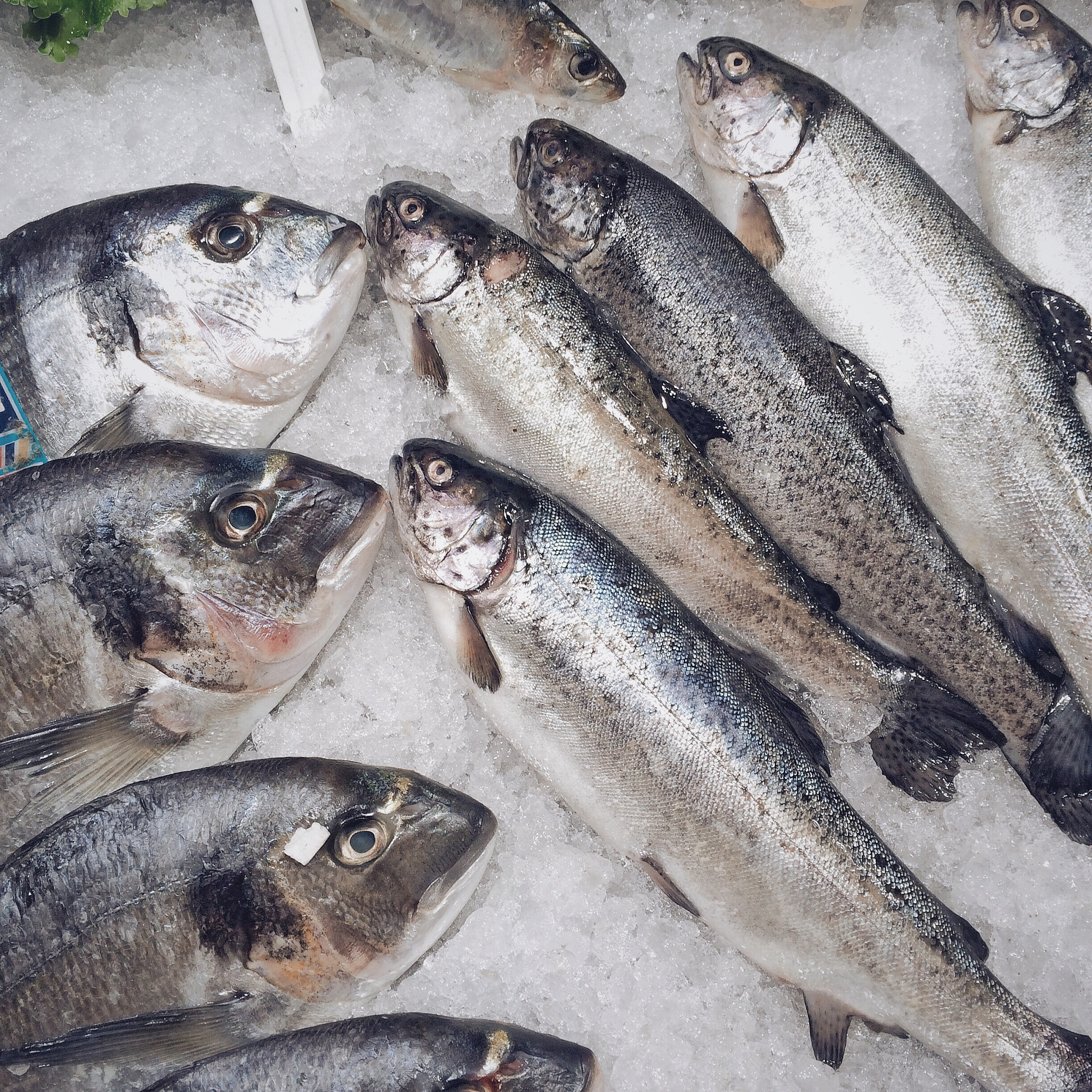 续写一、引言介绍三文鱼的背景和重要性概述论文内容和结论。