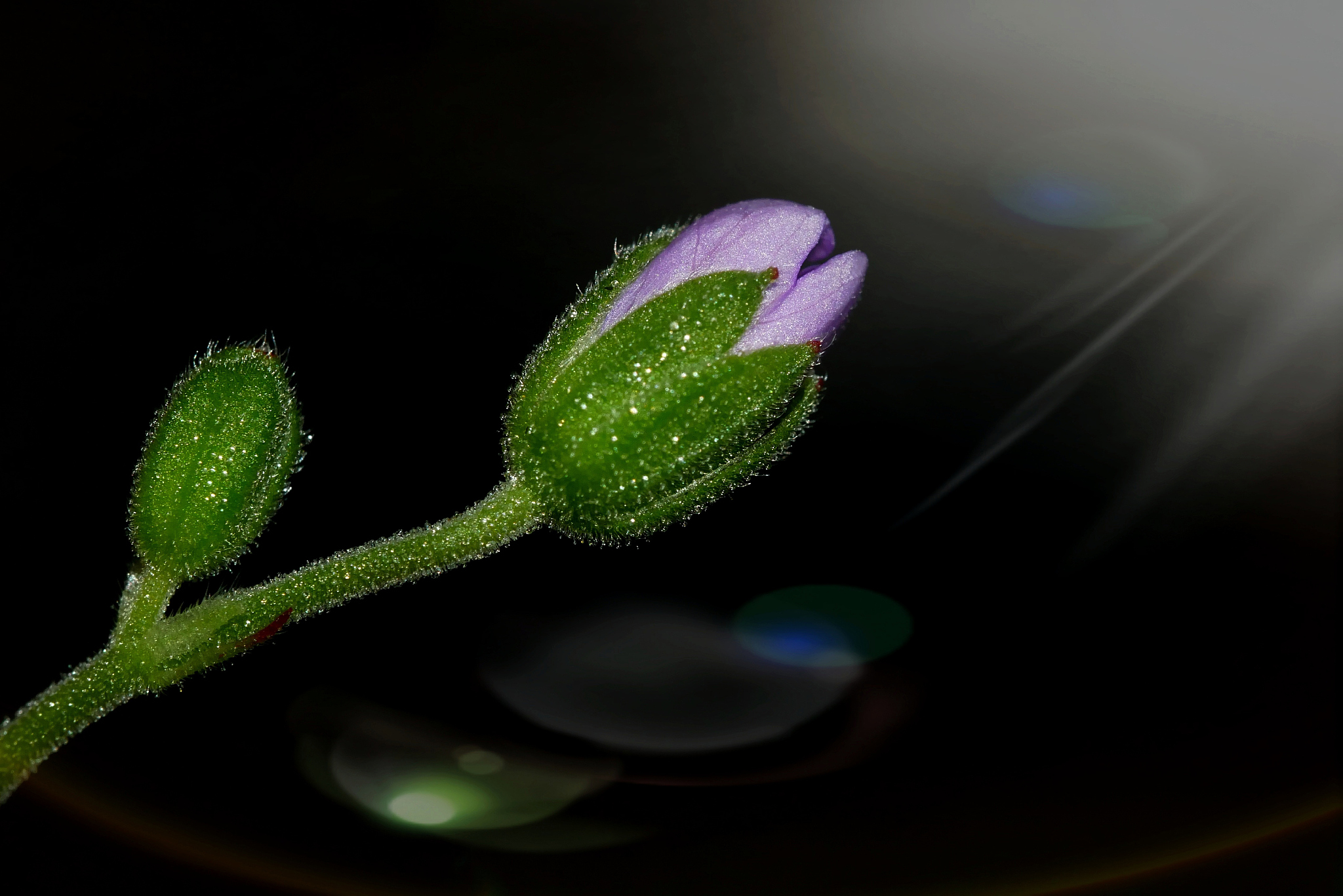 植物投票活动赛事名称标题党列举10个