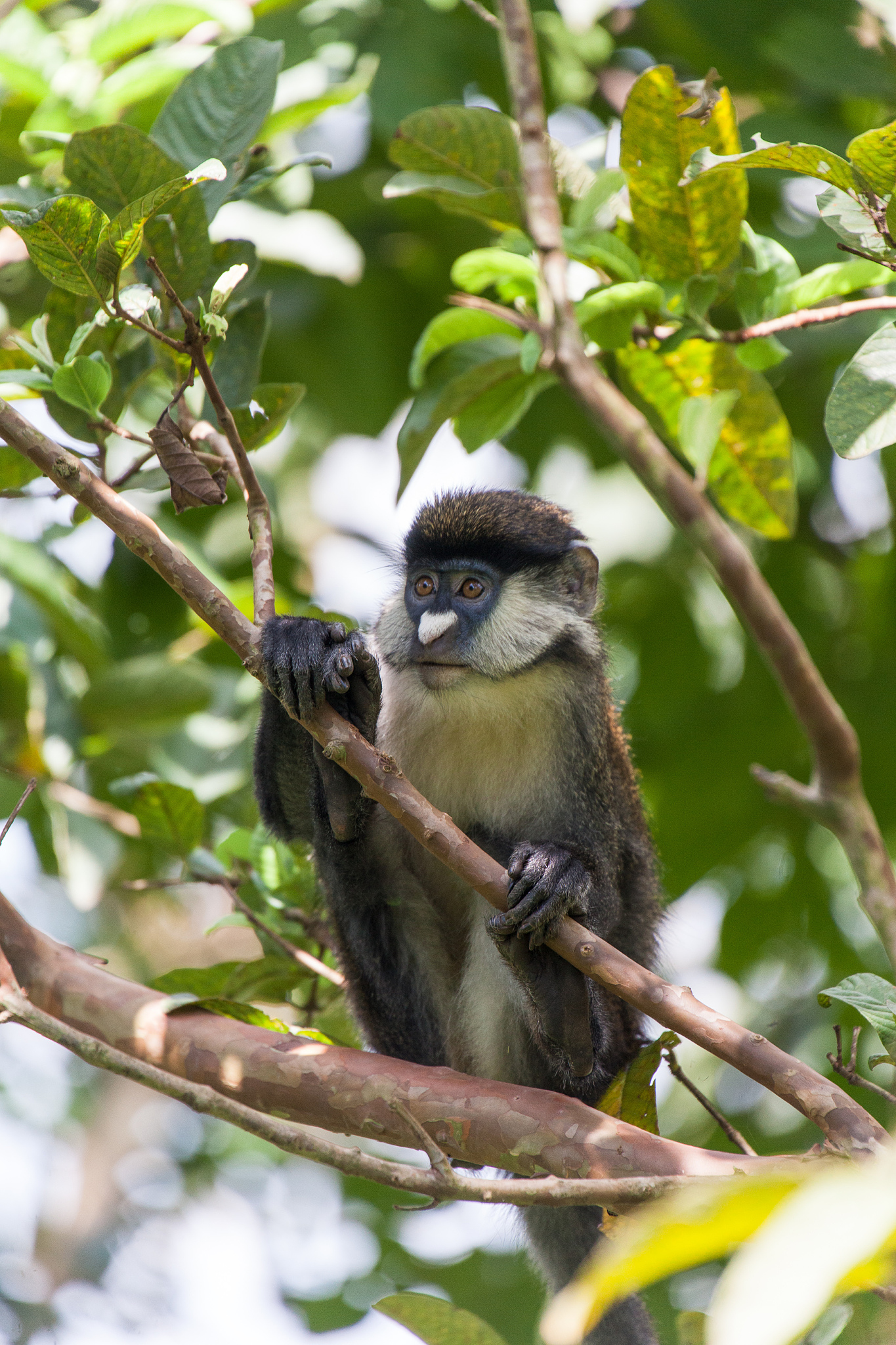 乌干达CBS FM Buganda：历史悠久的广播电台，深受民众喜爱