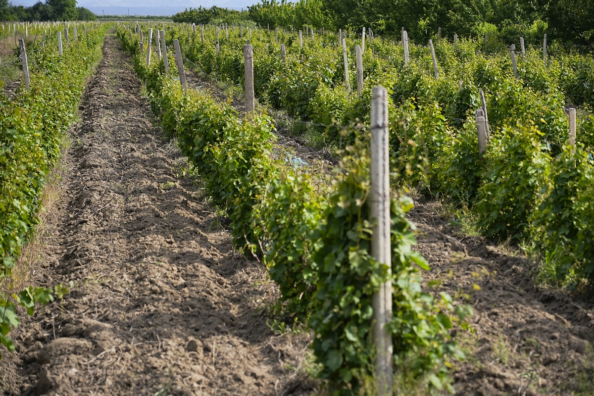 葡萄如何施肥 葡萄断根施肥