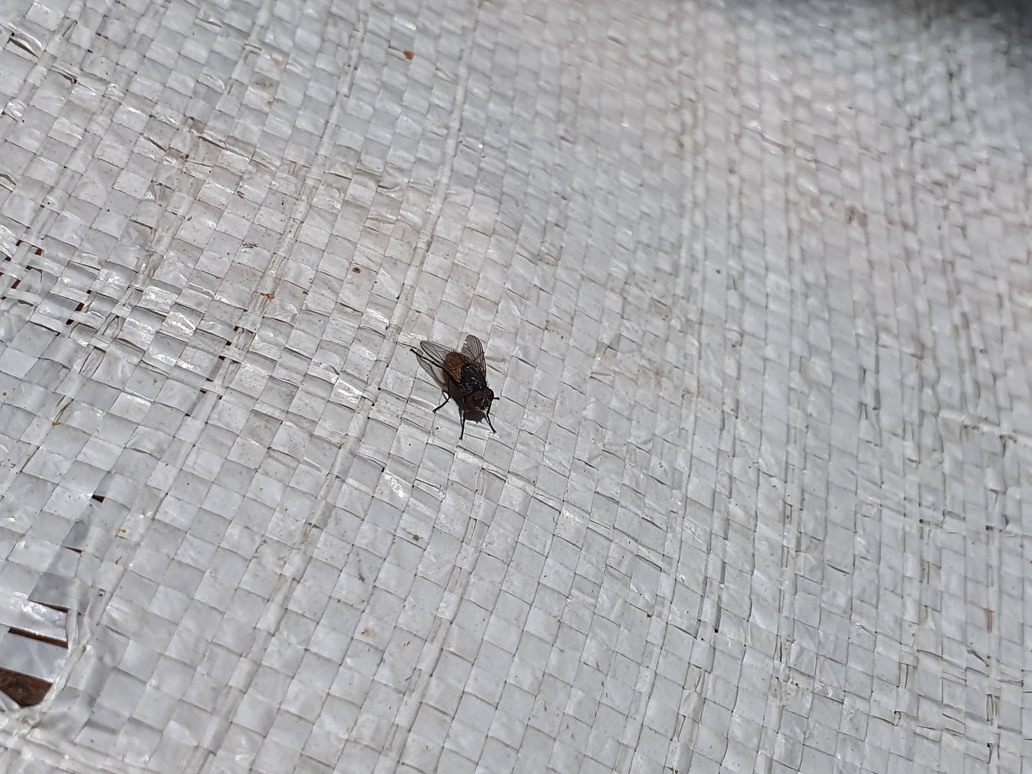 a fly is an insect on a plastic bag.