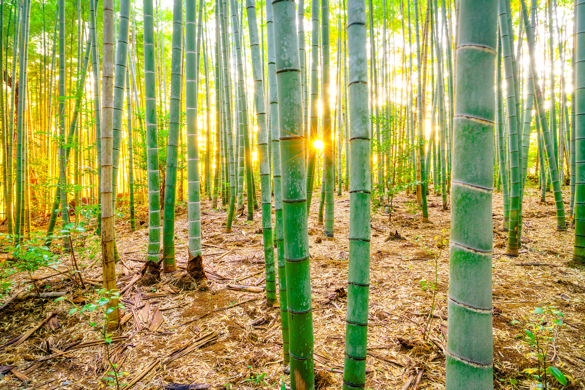 bamboo forest in japan