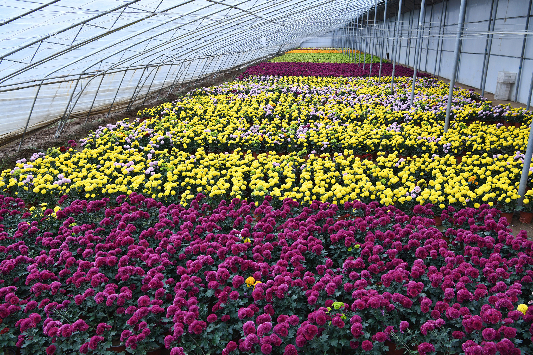 石河子花卉发展现状
