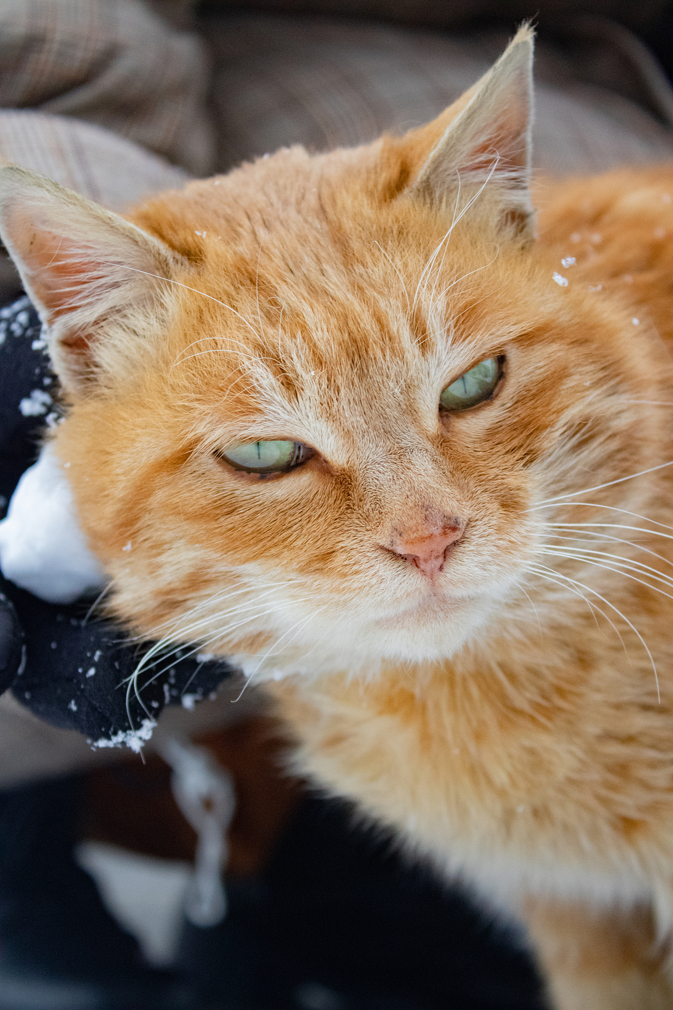 为什么猫咪爱睡觉？超好笑的笑话！