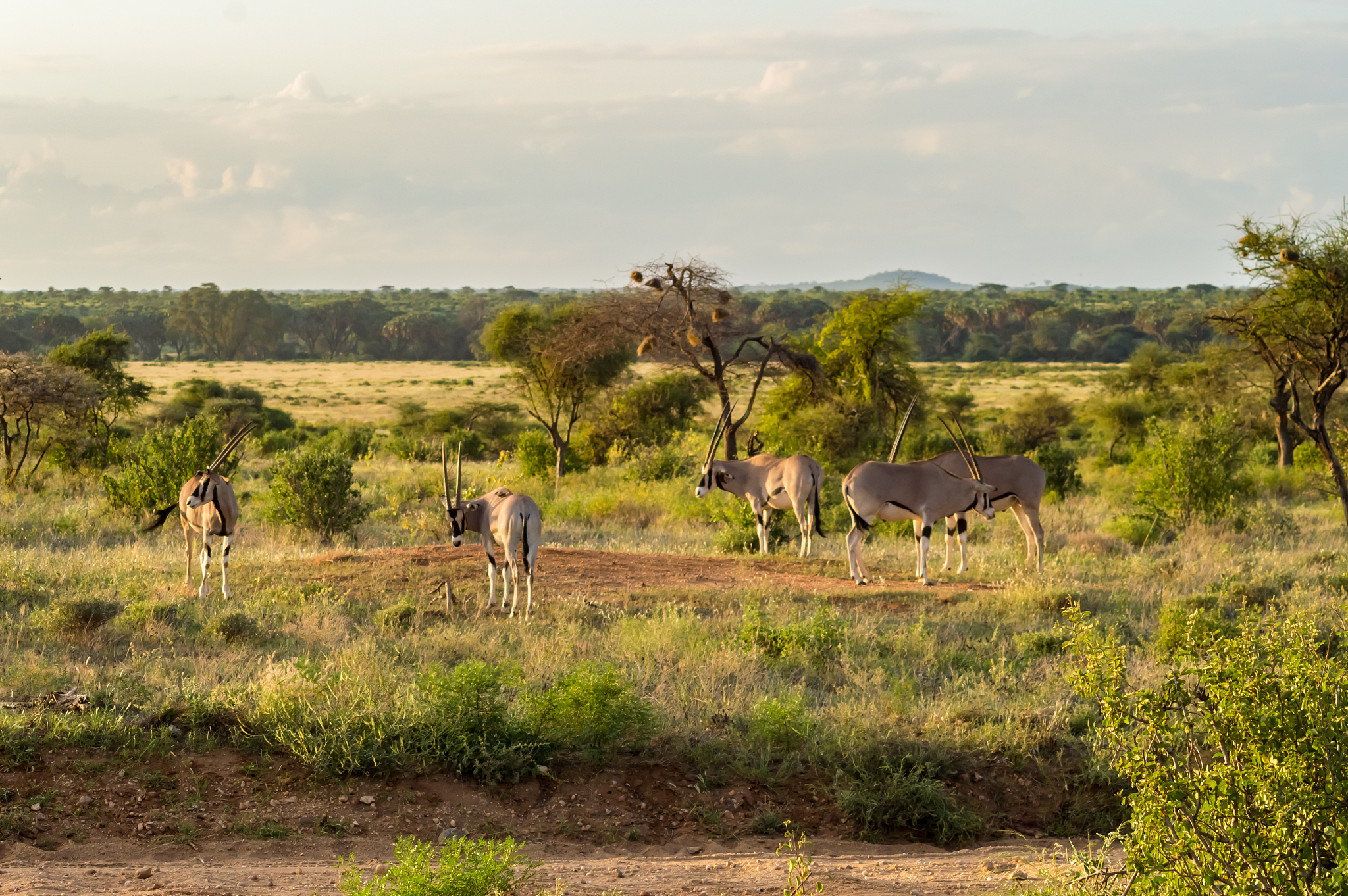 antelope seen in profile in the savannah of samburu park