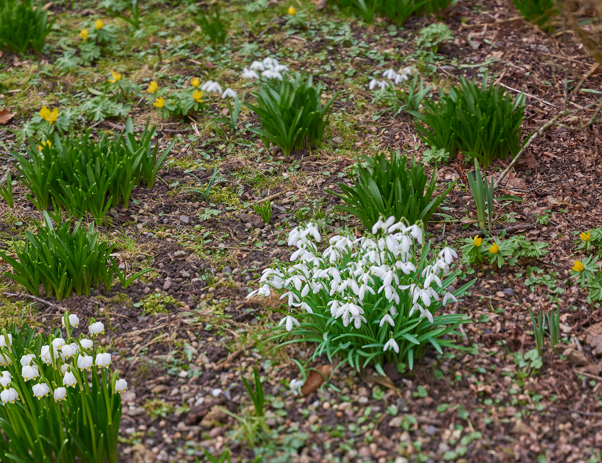 snowdrops in the garden