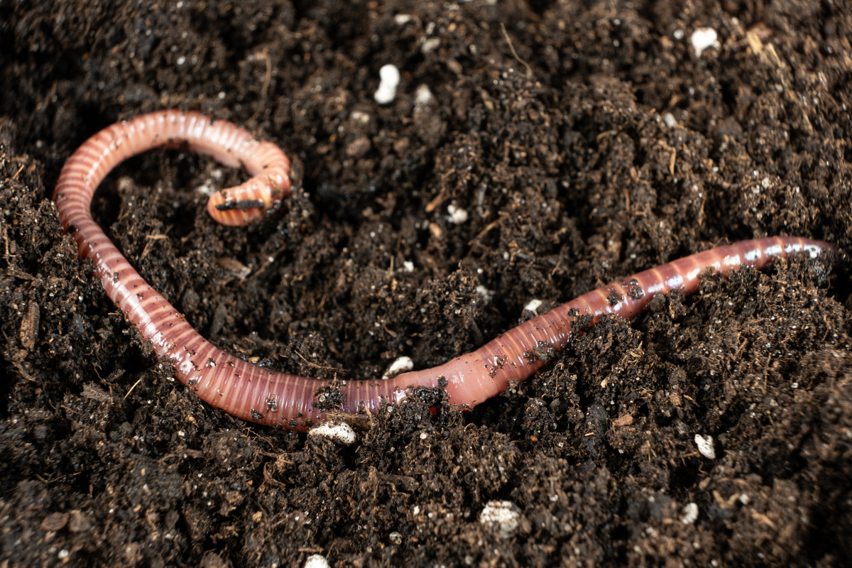 湿地系统性质与功能研究综述