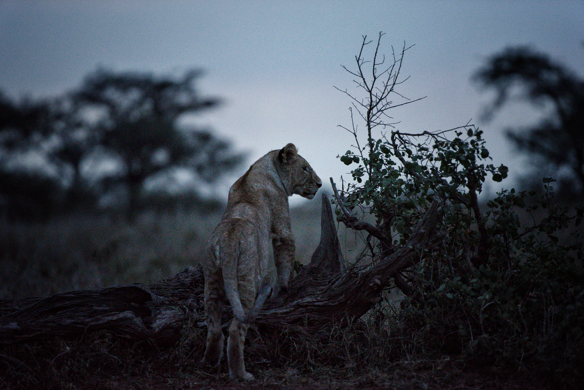 herd of lions prepared to hunt at dusk in the serengeti