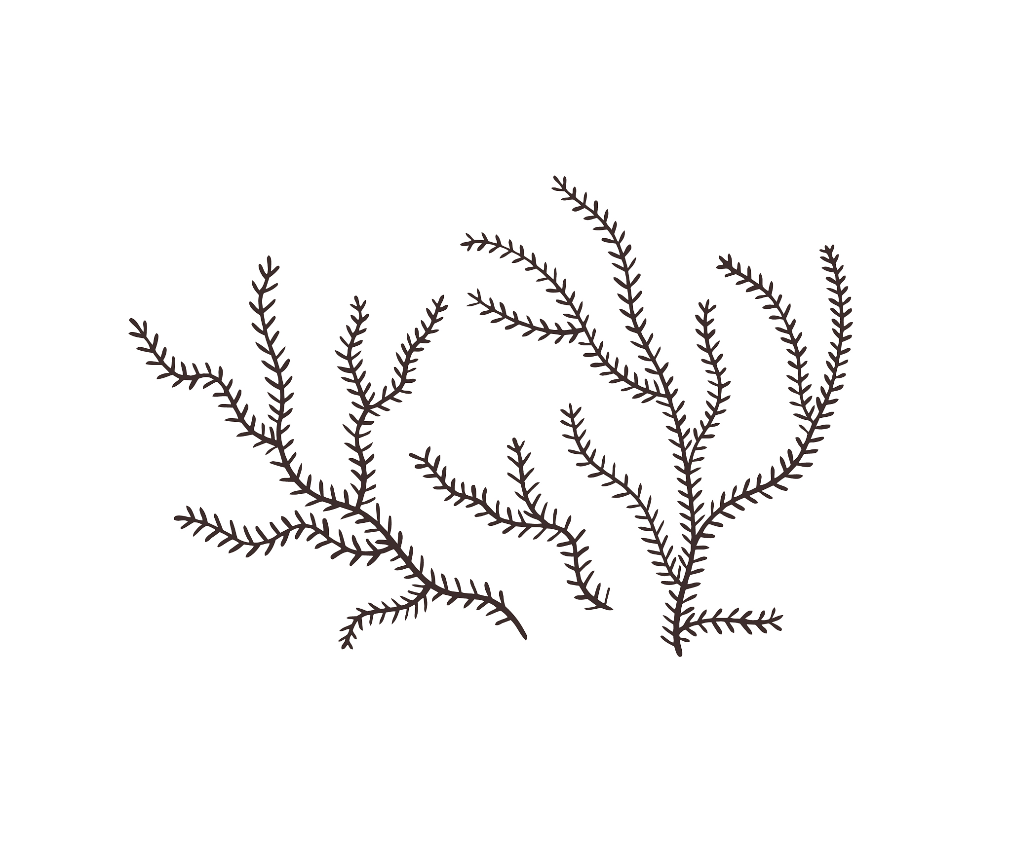 seaweed sketch collection